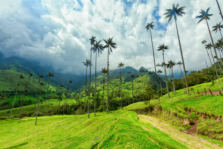 Tesoros de Colombia - Naturaleza Salvaje