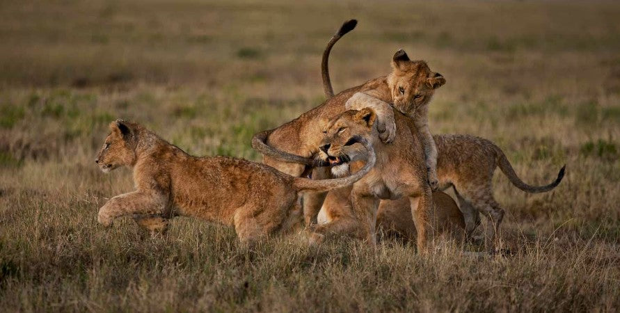 Primer Pago Viaje Uganda Tanzania y Zanzibar