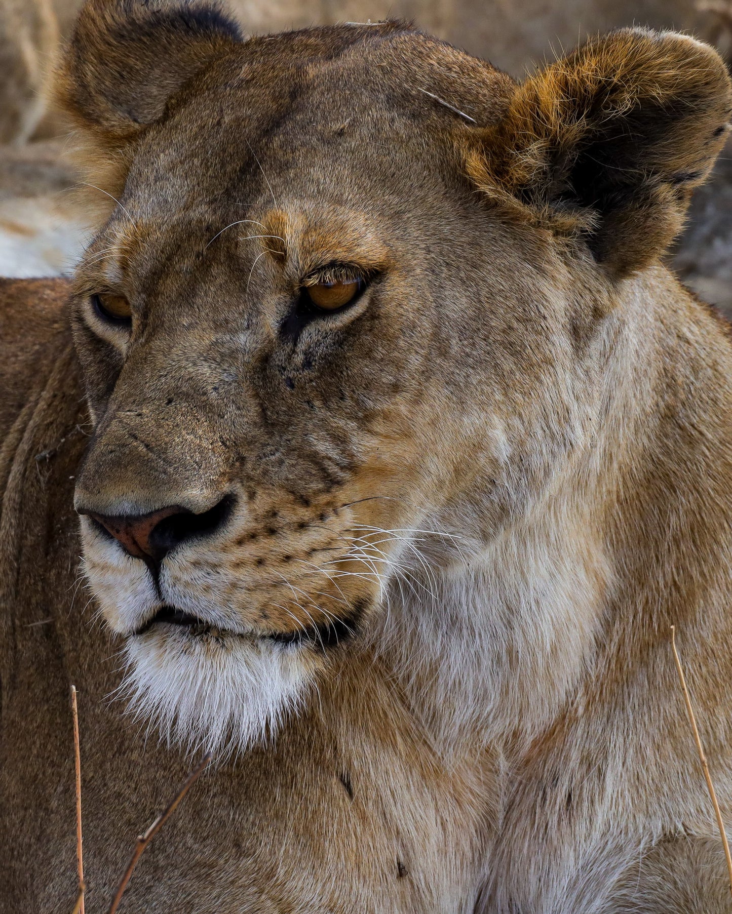 Reserva Viaje Uganda y Tanzania - Aventura en África
