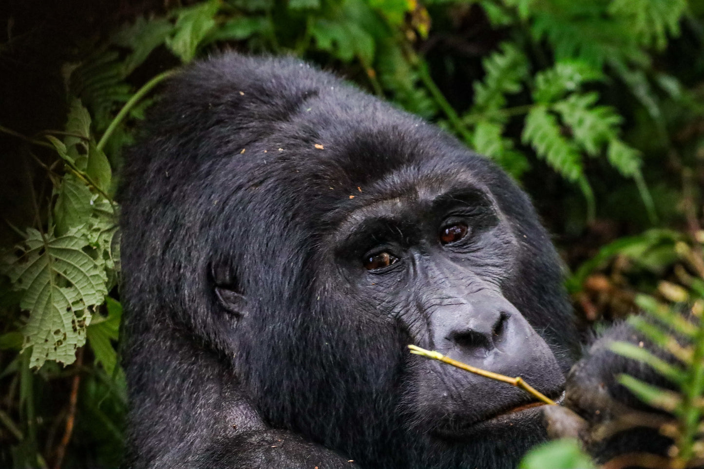 Primer Pago Viaje Uganda Tanzania y Zanzibar