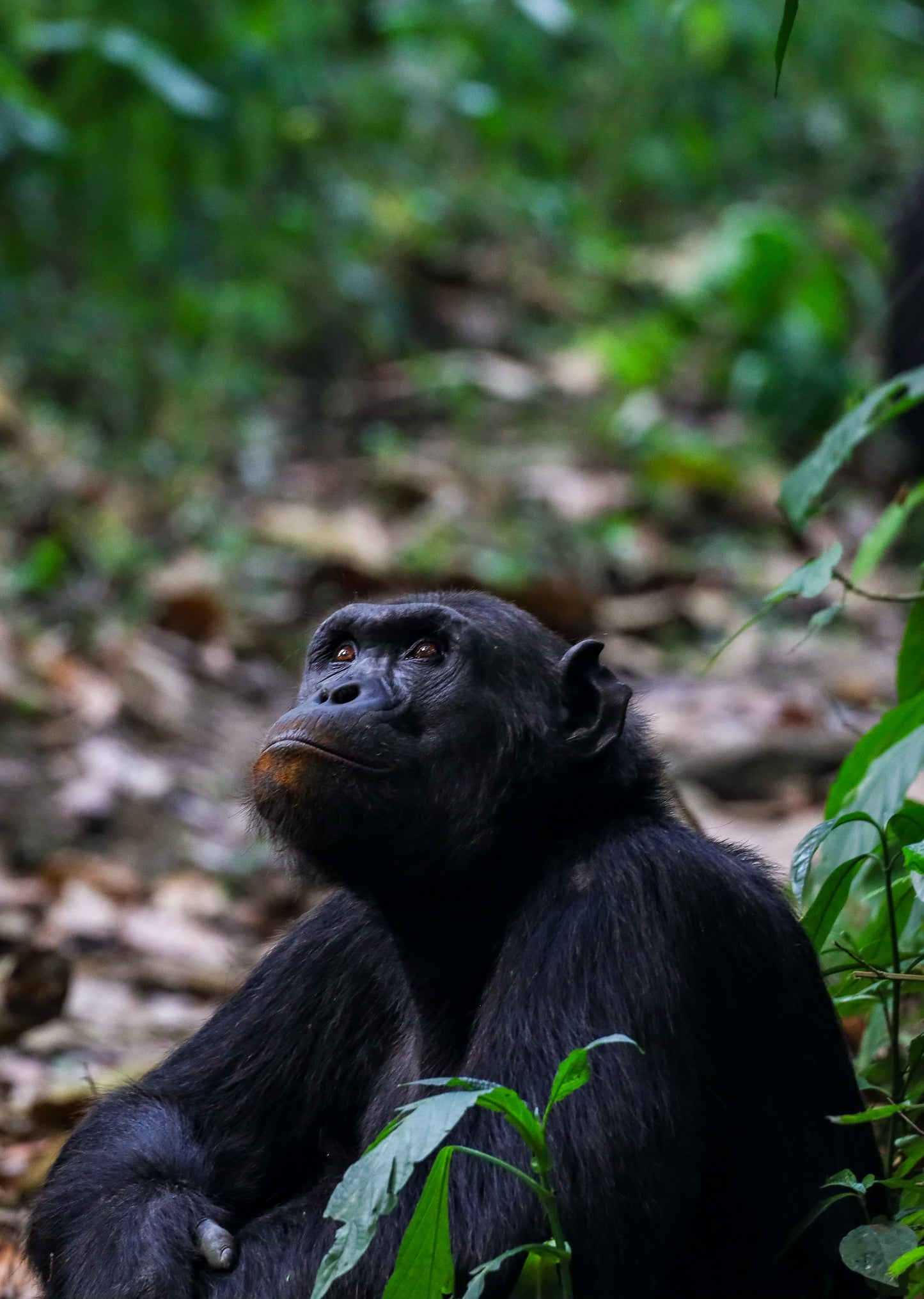 Primer Pago Viaje Uganda Tanzania y Zanzibar