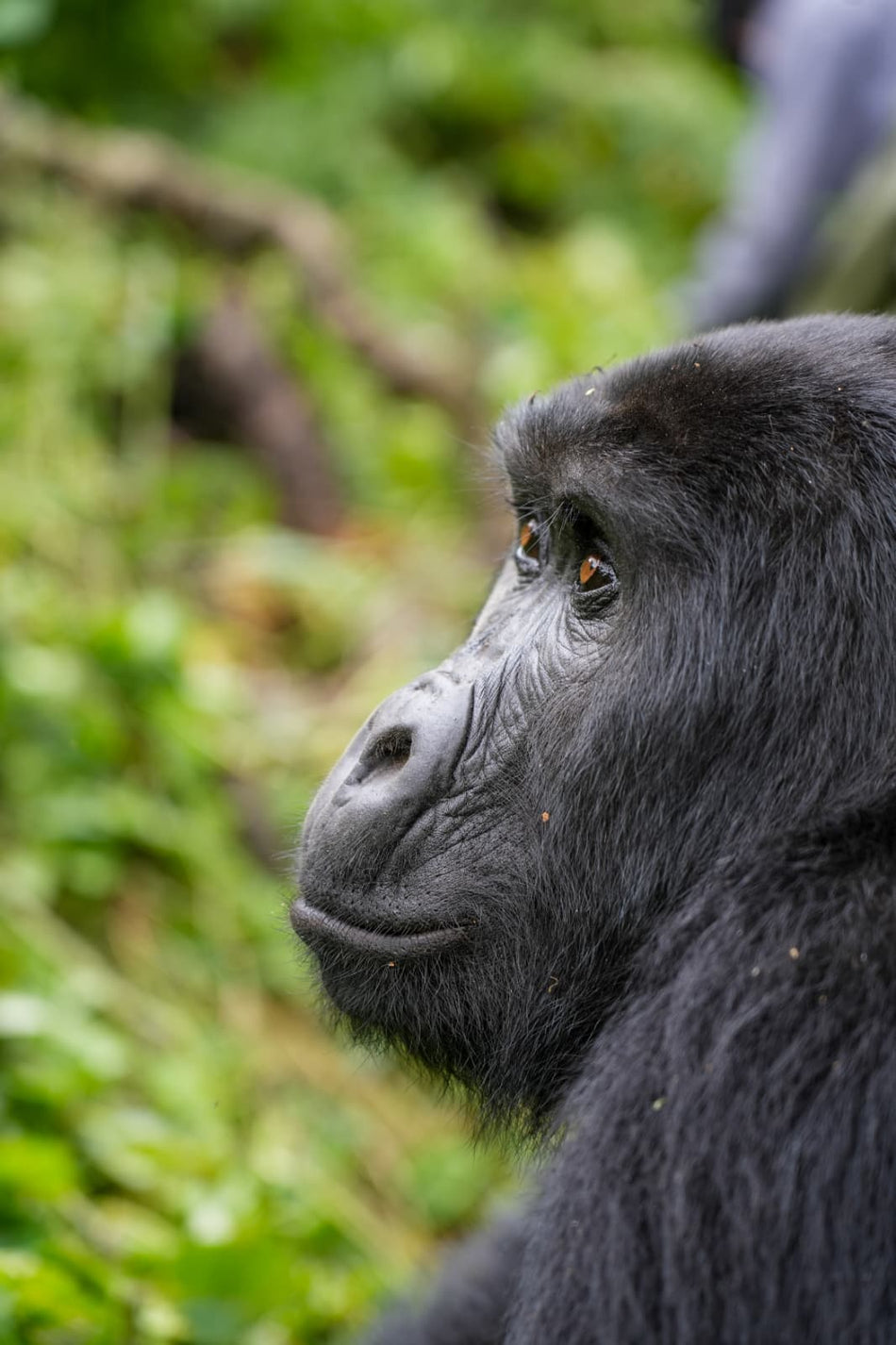 Uganda - Gorilas en la Perla Salvaje de África