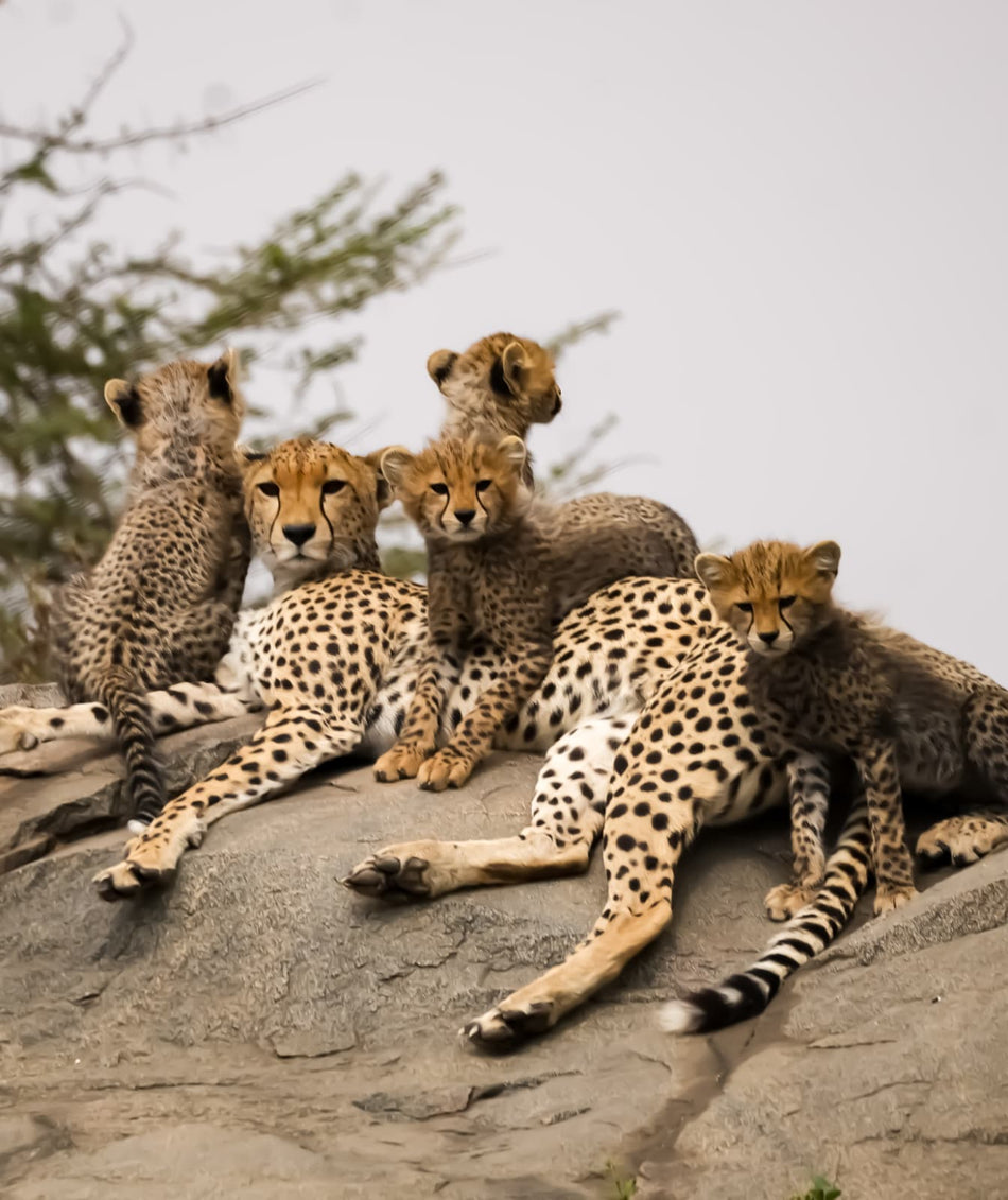 Safari in Tanzania and Zanzibar