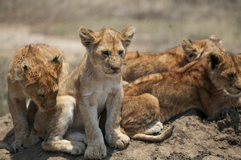 Safari in Tanzania and Zanzibar