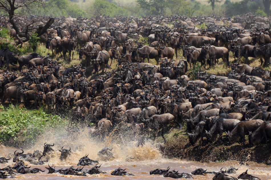 Safari in Tanzania and Zanzibar