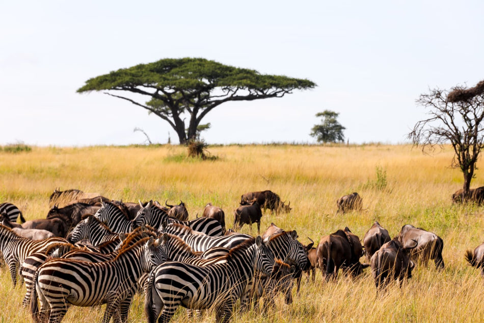 Safari in Tanzania and Zanzibar