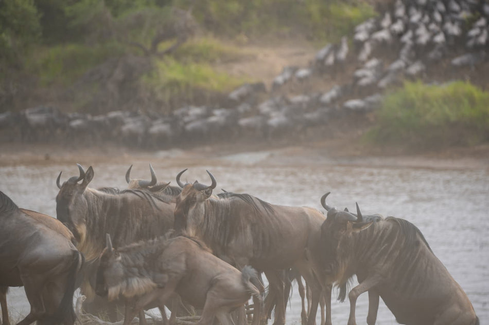 Safari in Tanzania and Zanzibar