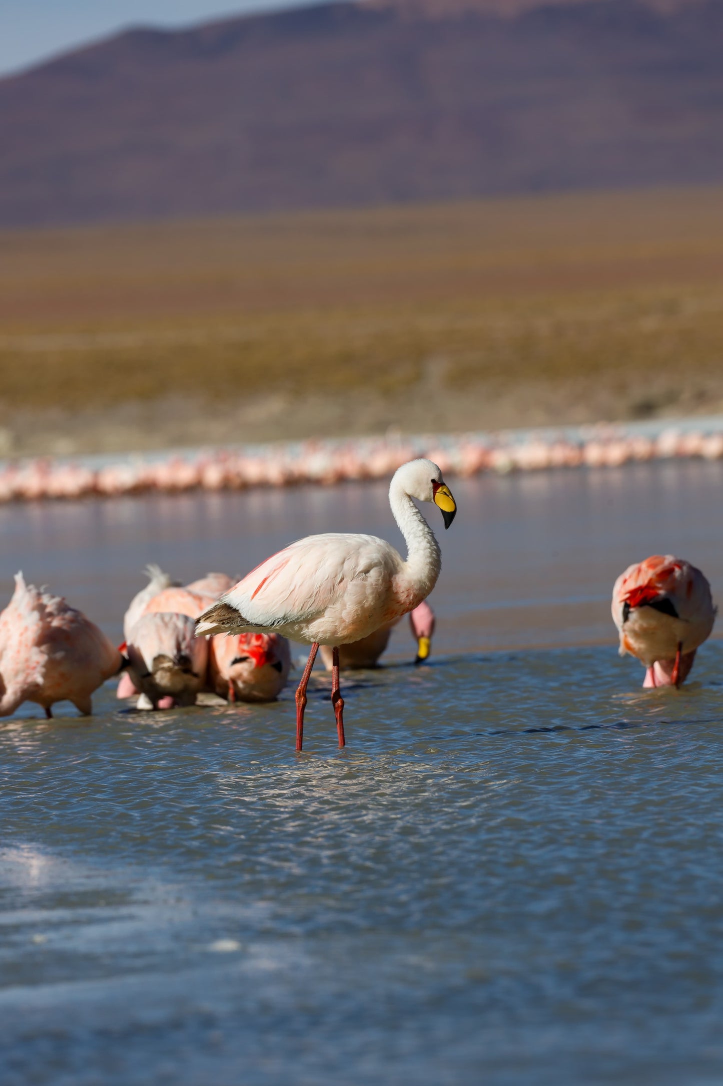 Reserva Viaje Bolivia - Mágica y Desconocida