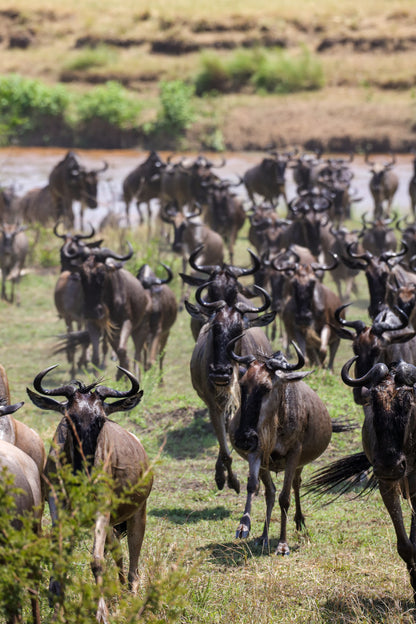 Reserva Viaje Tanzania - La Esencia de África