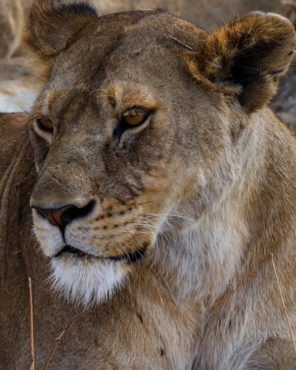 Reserva Viaje Uganda y Tanzania - Aventura en África