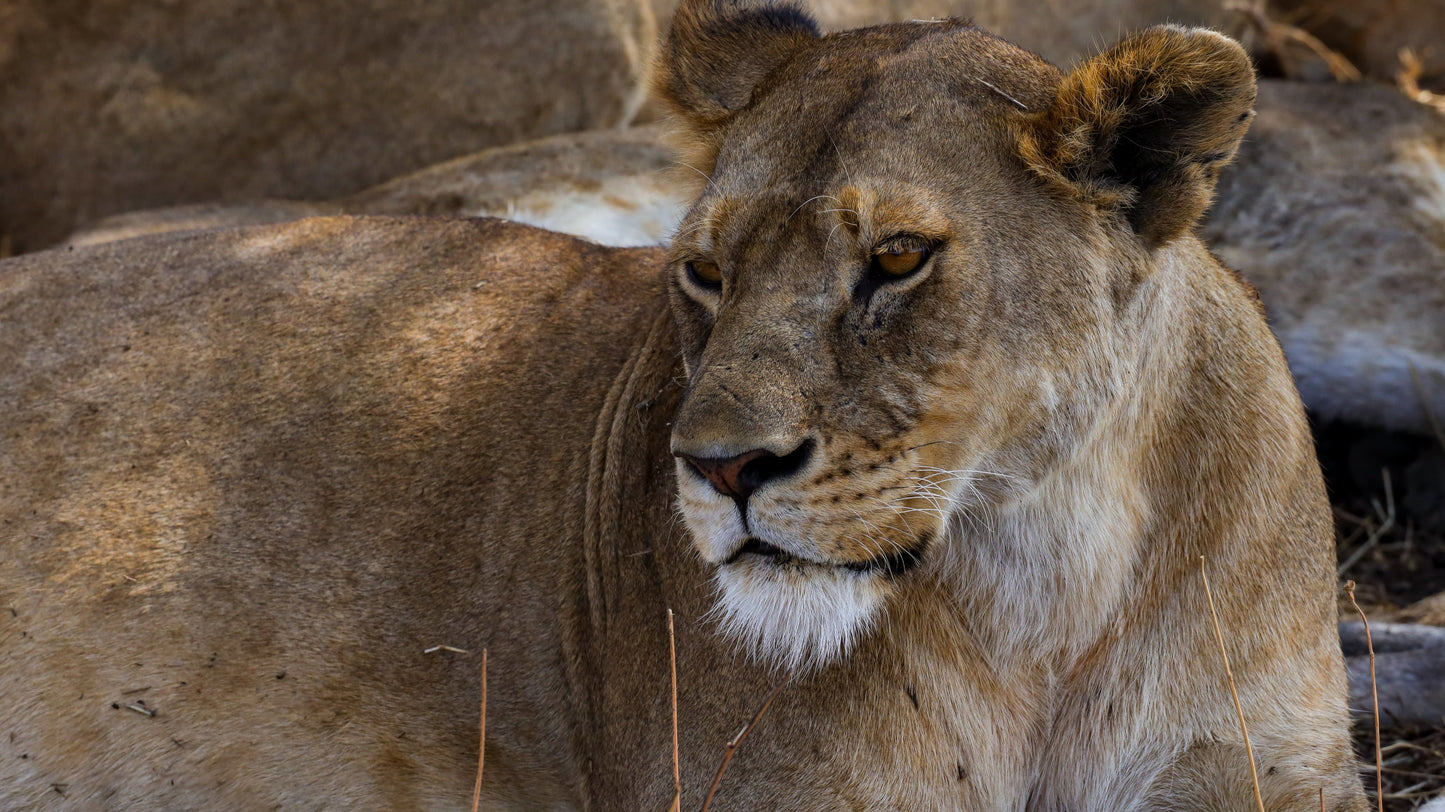 Reserva Viaje Kenya & Tanzania - El Viaje de África