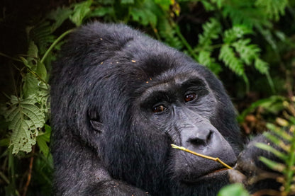 Primer Pago Viaje Uganda Tanzania y Zanzibar