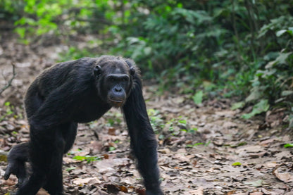 Reserva Viaje Uganda y Tanzania - Aventura en África