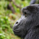 Uganda - Gorilas en la Perla Salvaje de África