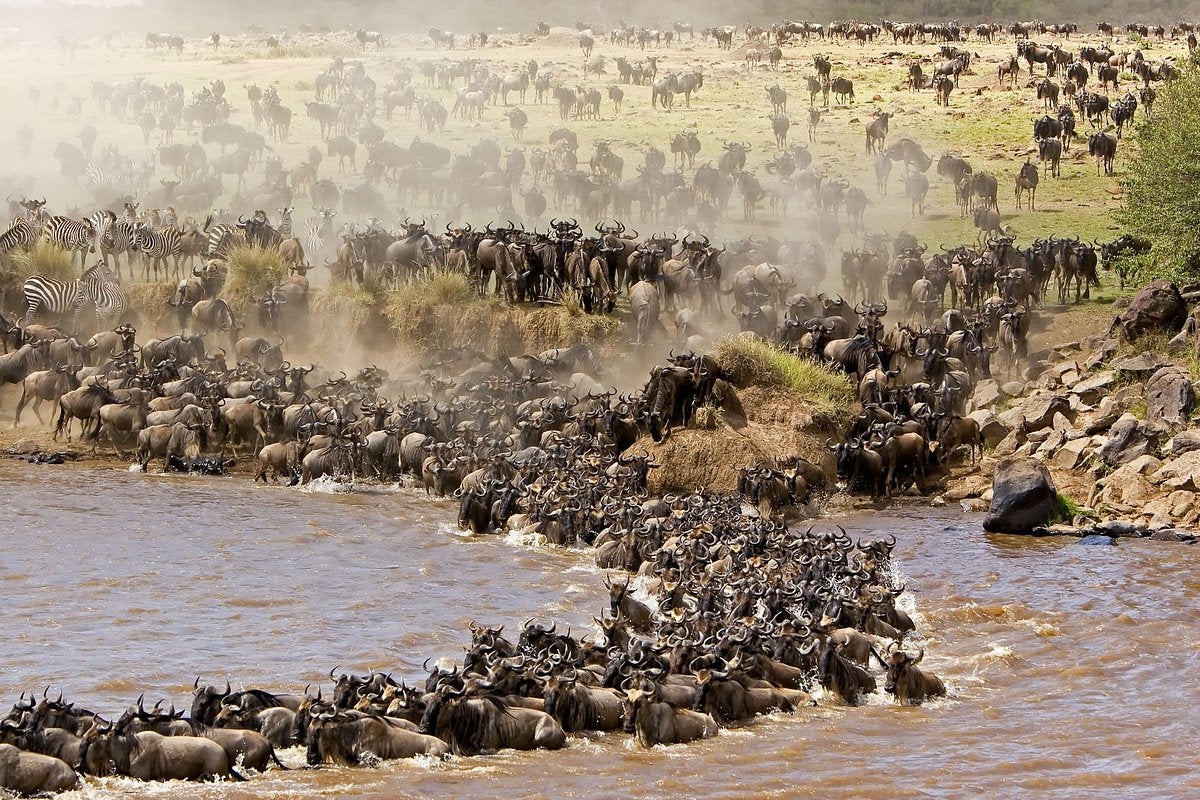 Reserva Viaje Tanzania y Zanzibar - La Gran Migración